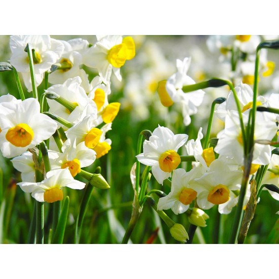 پیاز گل نرگس شیراز سفید