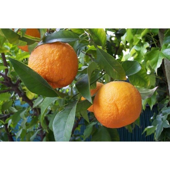 بذر درخت میوه نارنج