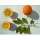 بذر درخت میوه نارنج