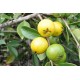 بذر میوه گواوا زرد ژاپنی ( میوه ریز )