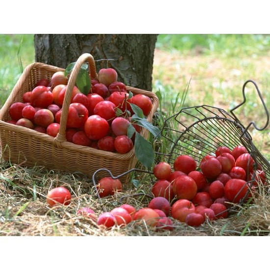 نهال درخت گوجه قرمز