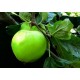 نهال سیب سبز ترش