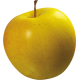 نهال سیب زرد