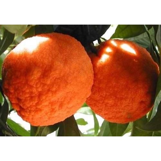 نهال درخت نارنج