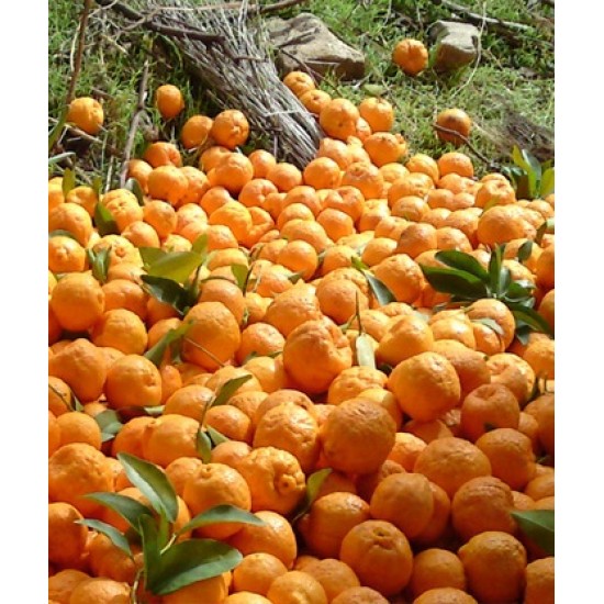نارنگی یونسی