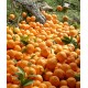 نارنگی یونسی