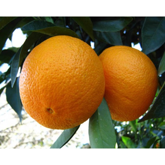 پرتقال تابستانه والنسیا